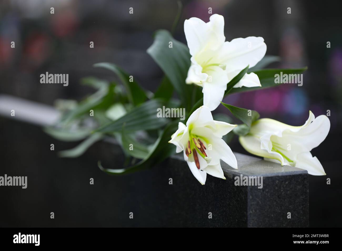 White lilies on black granite tombstone outdoors, closeup. Funeral