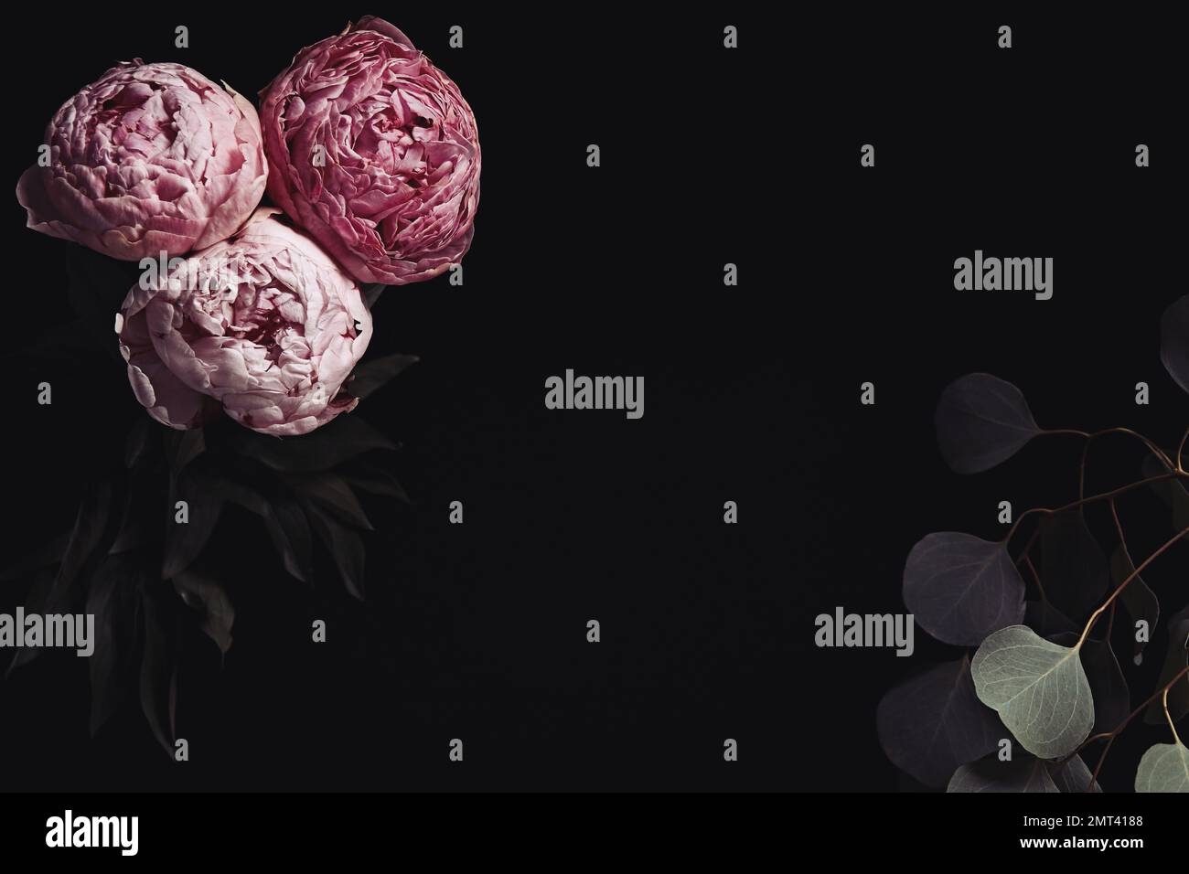 Beautiful fresh peonies on black background, space for text. Floral ...
