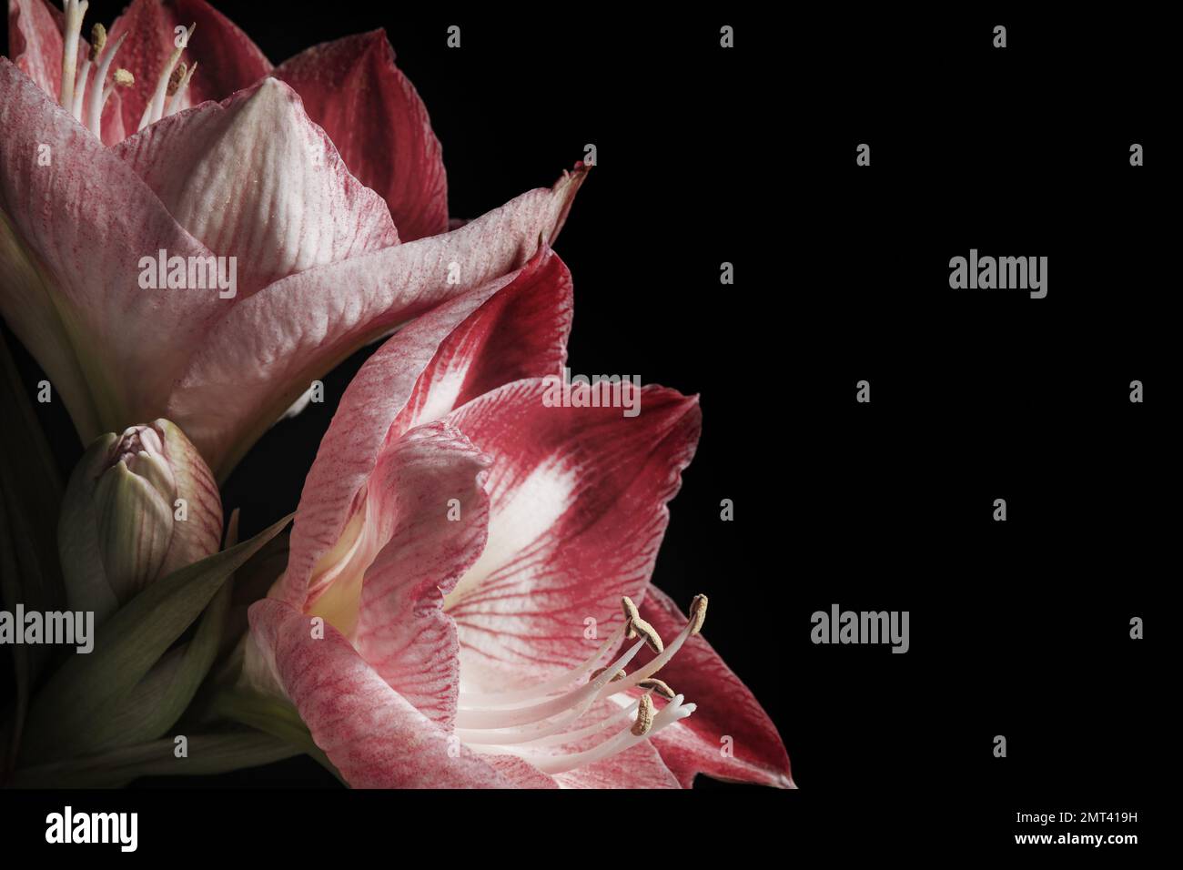 Beautiful fresh amaryllis on black background, closeup. Floral card ...