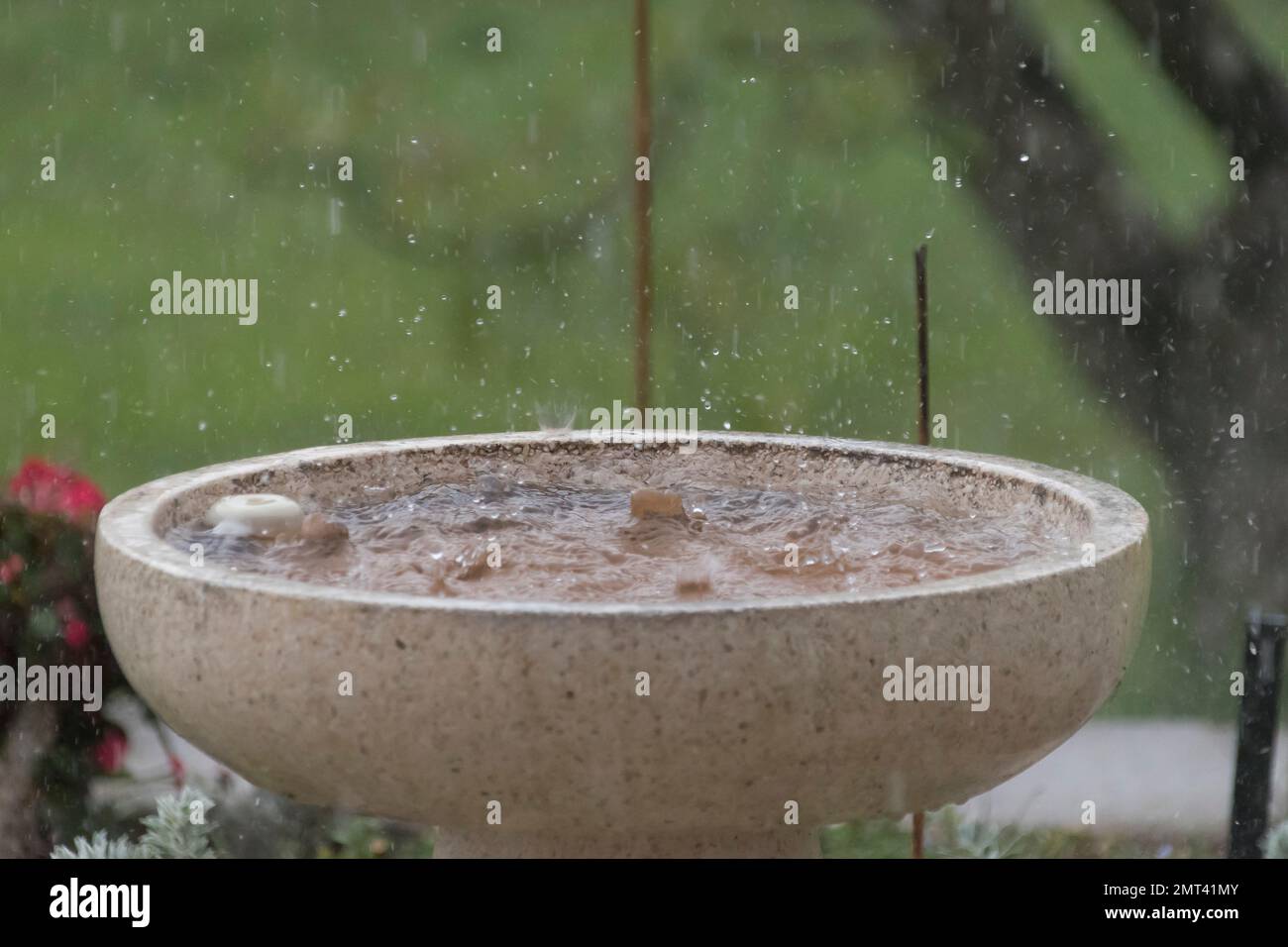 Heavy rain on Christmas day, falling into stone bird-bath in Australian garden. Splashes, waves, upturned plastic duck. Summer weather in Queensland. Stock Photo