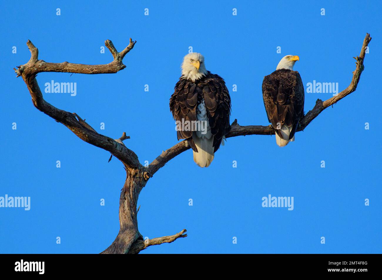 USA, Louisiana, Atchafalaya Basin, Lake Martin, Bald Eagle Stock Photo