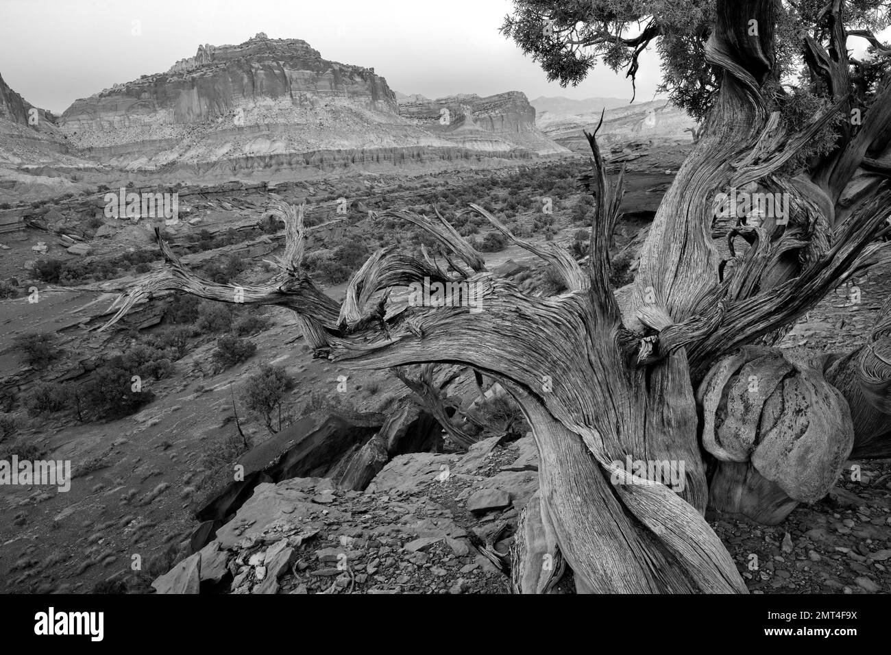 USA, Utah, Southwest, Colorado Plateau, Capitol Reef, National Park,old Juniper tree Stock Photo