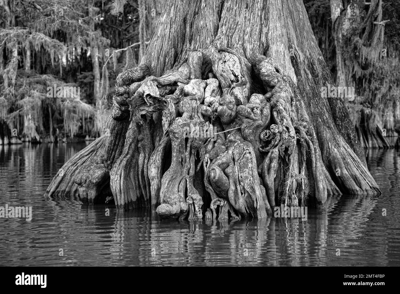 USA, Louisiana, Atchafalaya Basin,, Lake Fausse Pointe State Park, Old Growth Cypress Tree Stock Photo