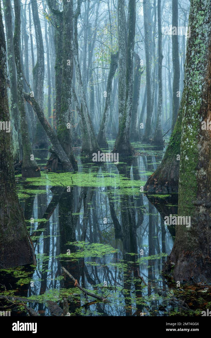 Cypress tupelo natchez trace hi-res stock photography and images - Alamy