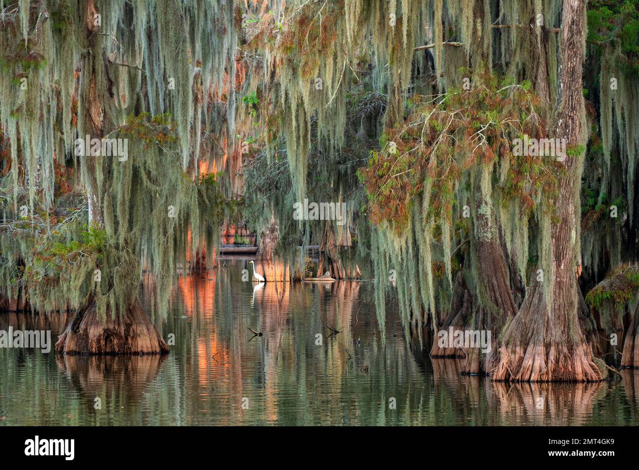 USA, Deep South, Louisiana, Lafayette, Lake Martin, Cypress tree with