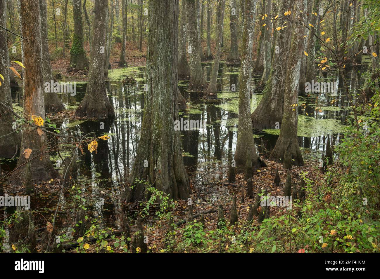 USA, Deep South,Mississippi, Canton, Natchez Trace, Tupelo swamp Stock 