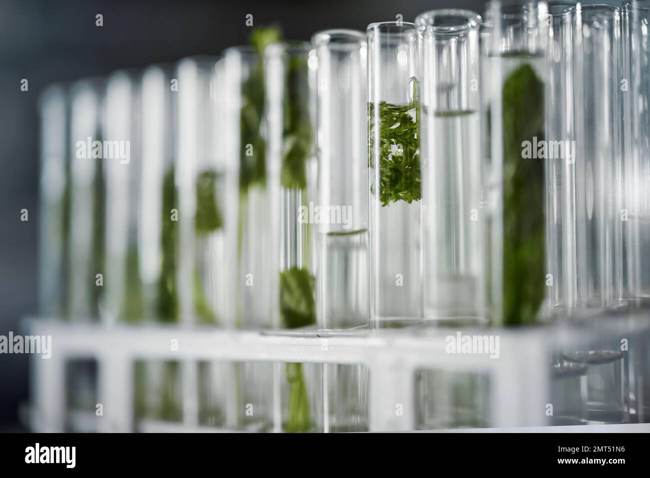Plant science, test tubes and laboratory for research, analysis or 