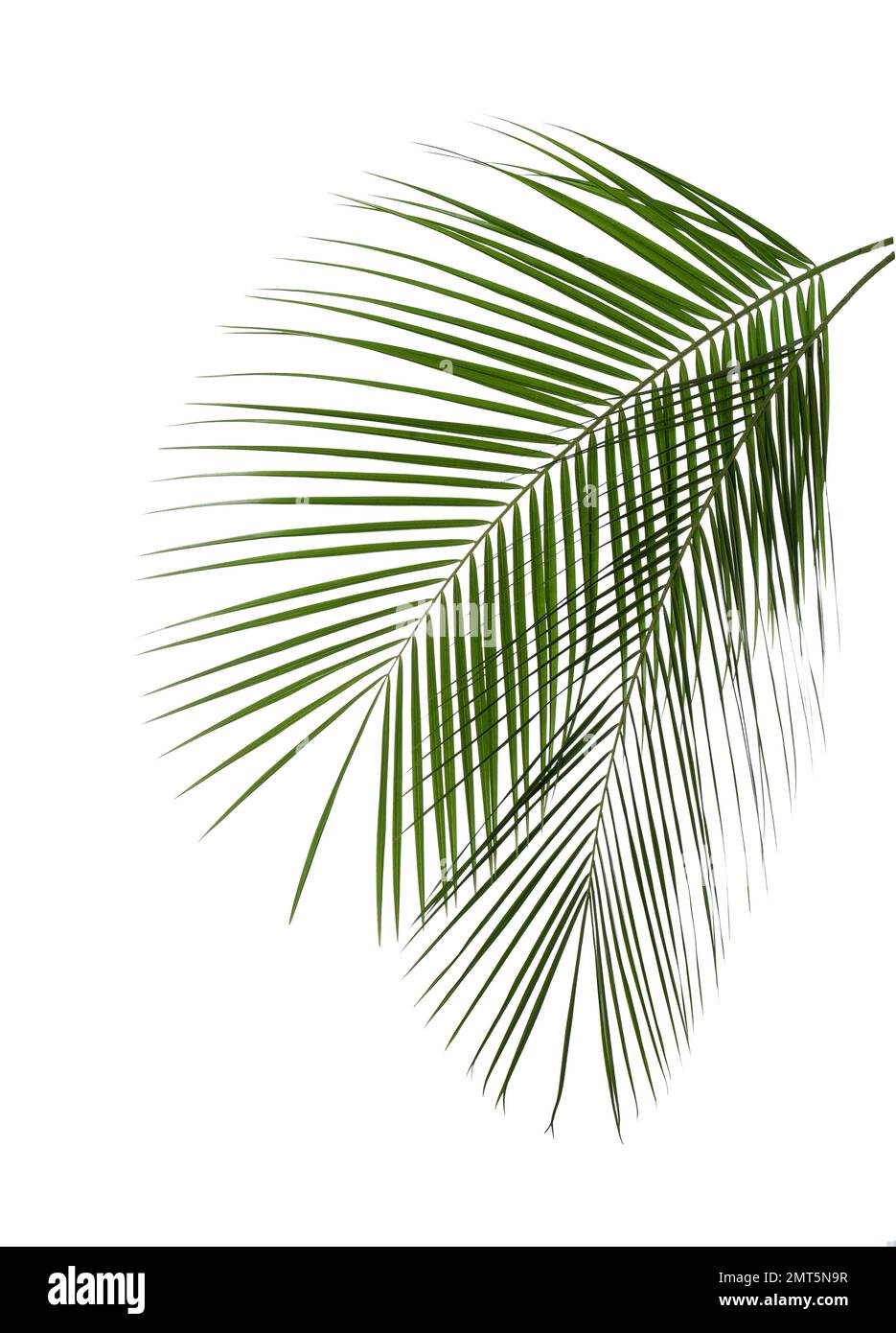 Tropical leaves isolated on hi-res stock photography and images - Alamy