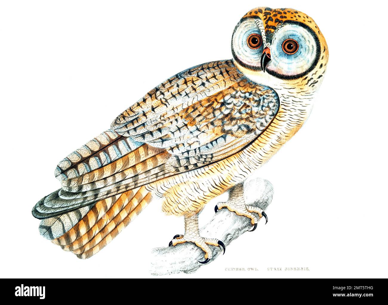 Chinese Owl from Illustration by John Edward Gray Stock Photo Alamy