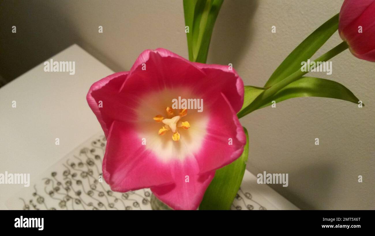 beautiful blooming pink tulip Stock Photo