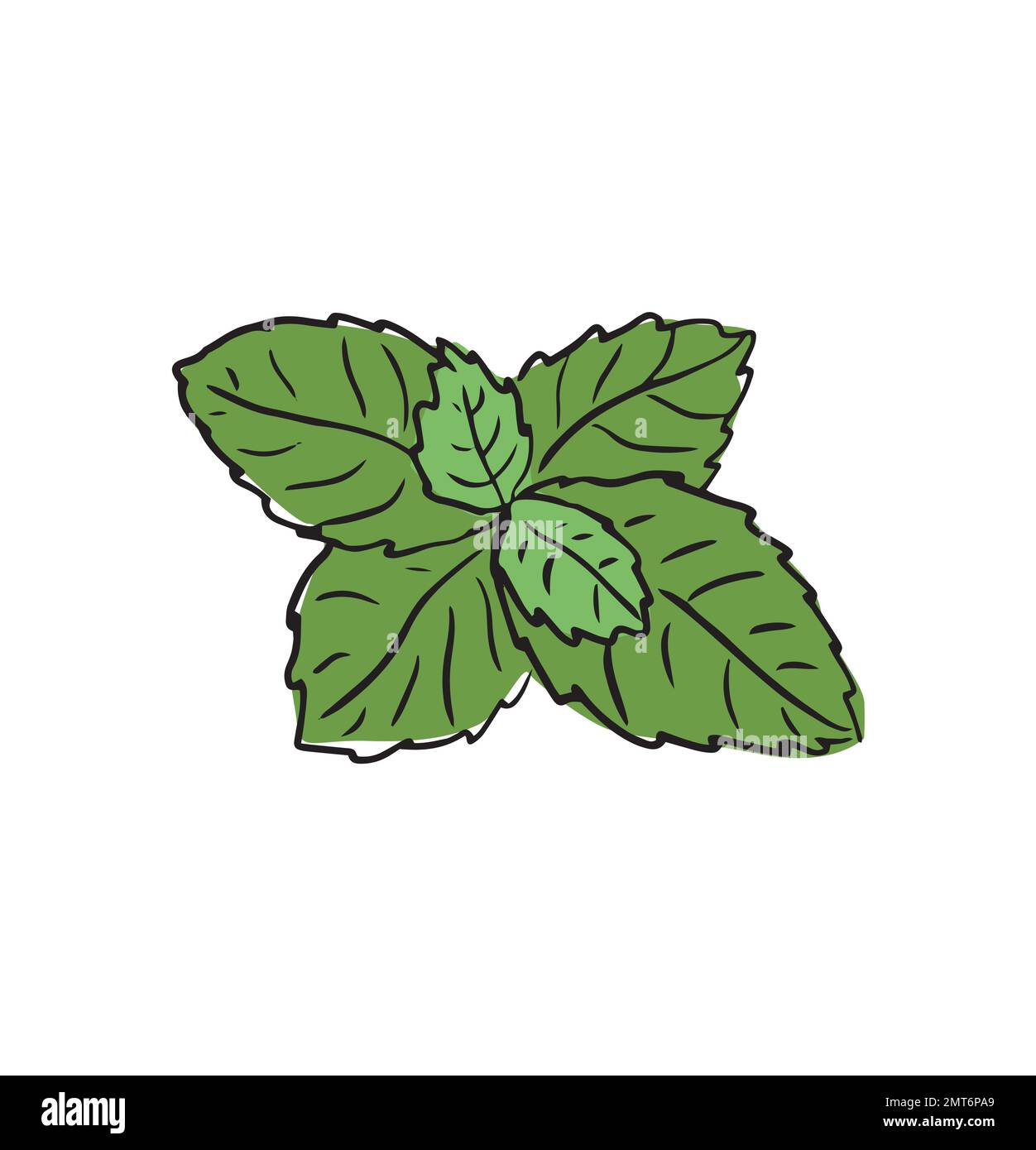 Fresh mint leaf. Vector illustration. green mint Stock Vector Image & Art Alamy