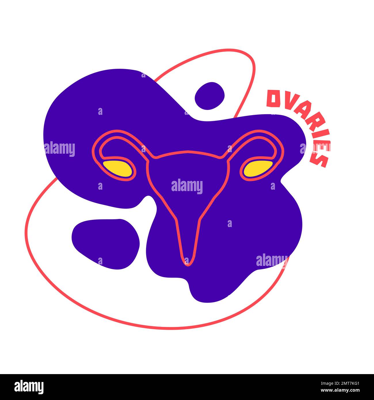 Ovaries endocrine and female reproductive system body organ outline