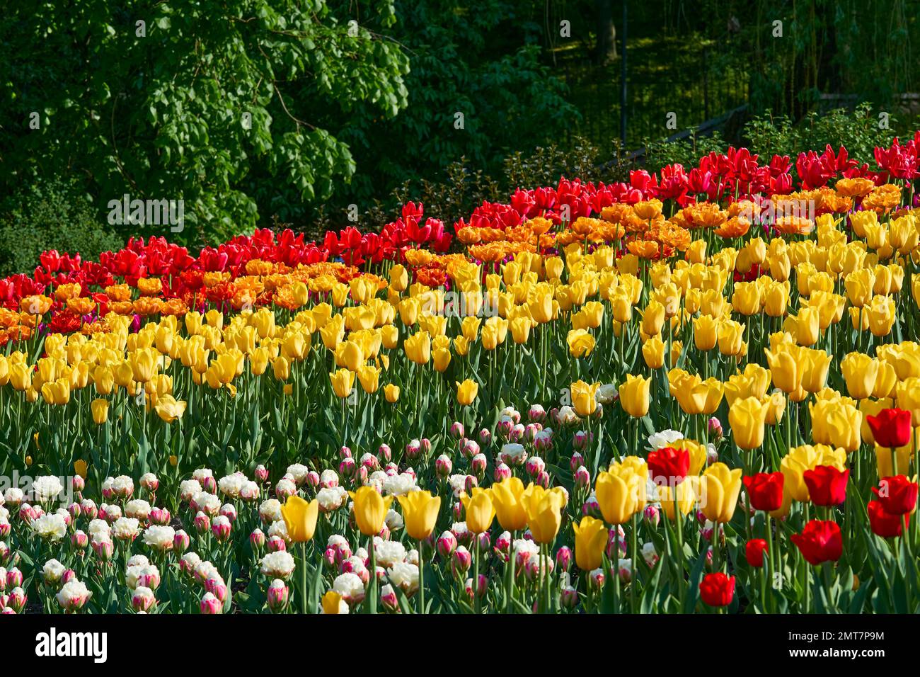 Delicate yellow red tulips terry variety on a green garden bed Stock Photo