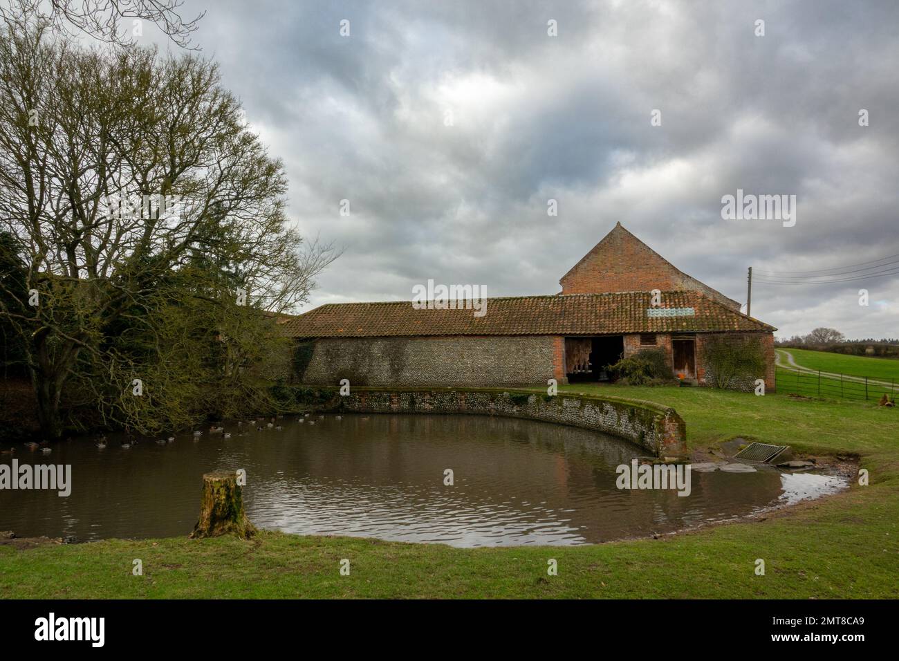 Farm yard pond Stock Photo Alamy