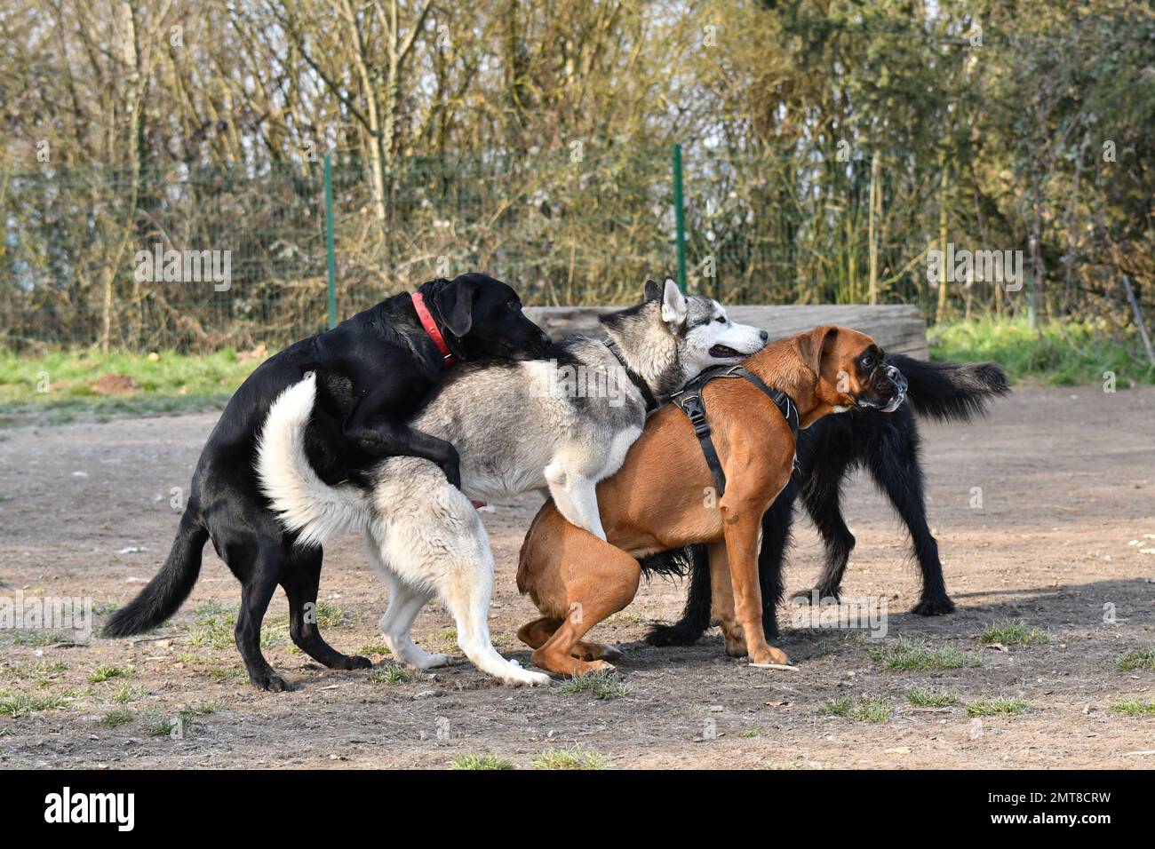 A closeup shot of purebred dogs in collars playing with each other in a summer park Stock Photo