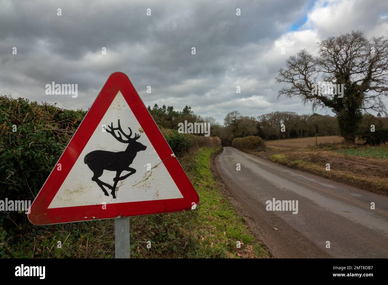 Deer Warning Sign in Scotland UK Stock Photo - Alamy