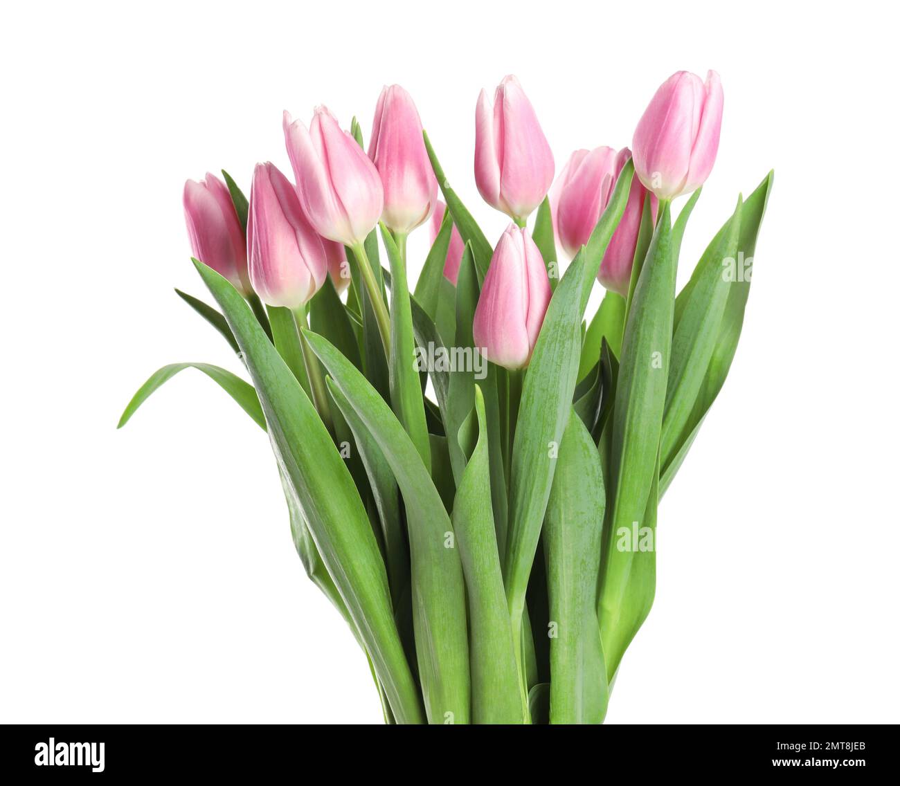 Beautiful pink spring tulips hi-res stock photography and images - Alamy