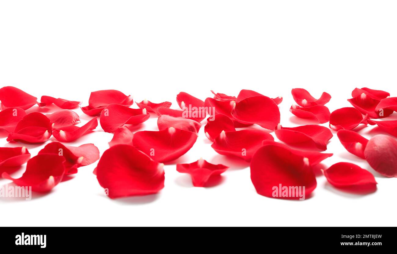 Fresh red rose petals on white background Stock Photo Alamy