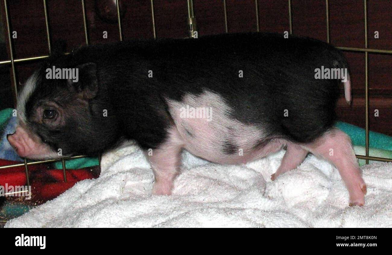 Princess Piglet EXCLUSIVE!! This is Paris Hilton's adorable new pet Princess Pigelette ...