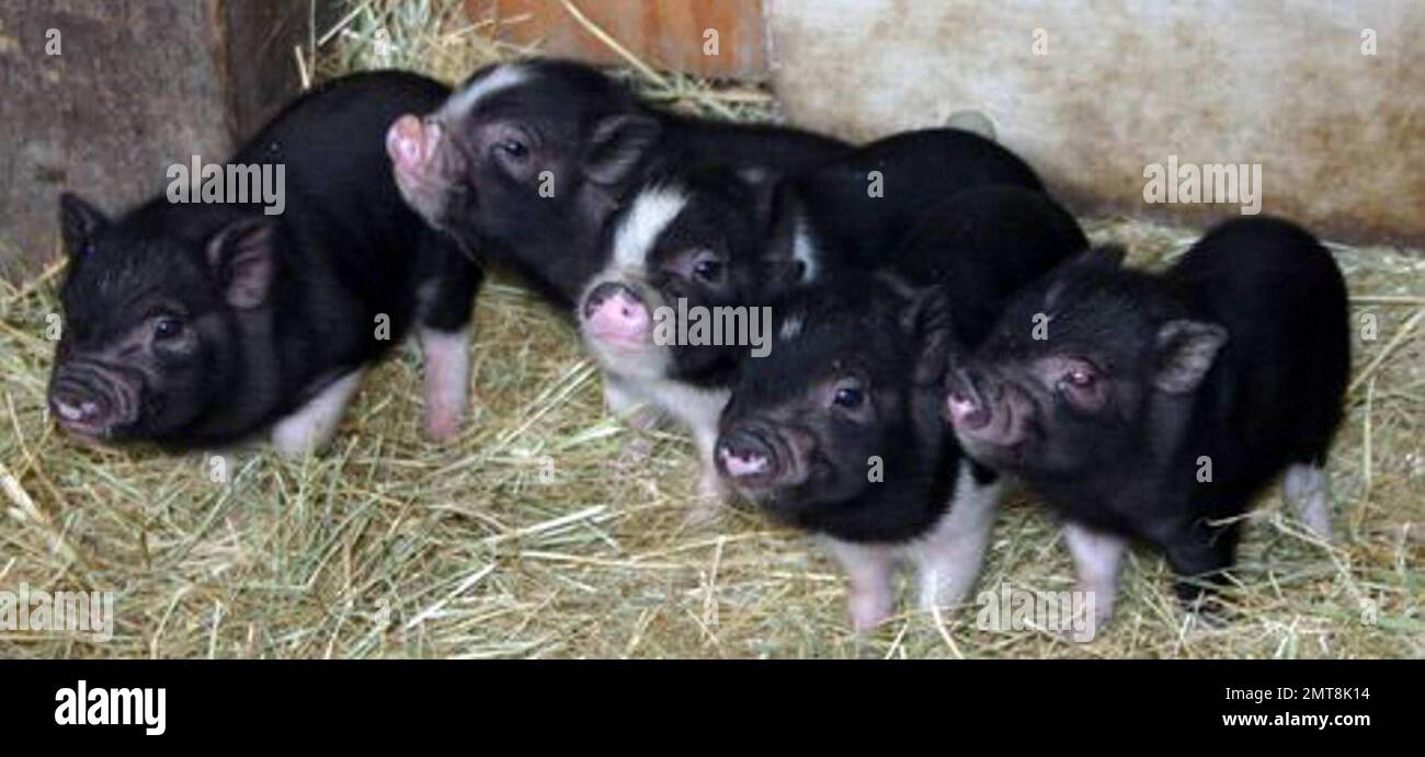 Princess Piglet EXCLUSIVE!! This is Paris Hilton's adorable new pet Princess Pigelette ...