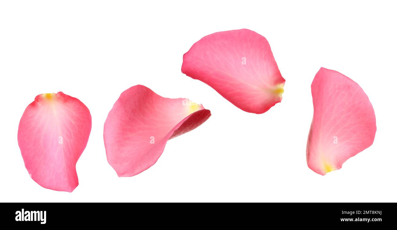 Fresh pink rose petals on white background Stock Photo - Alamy
