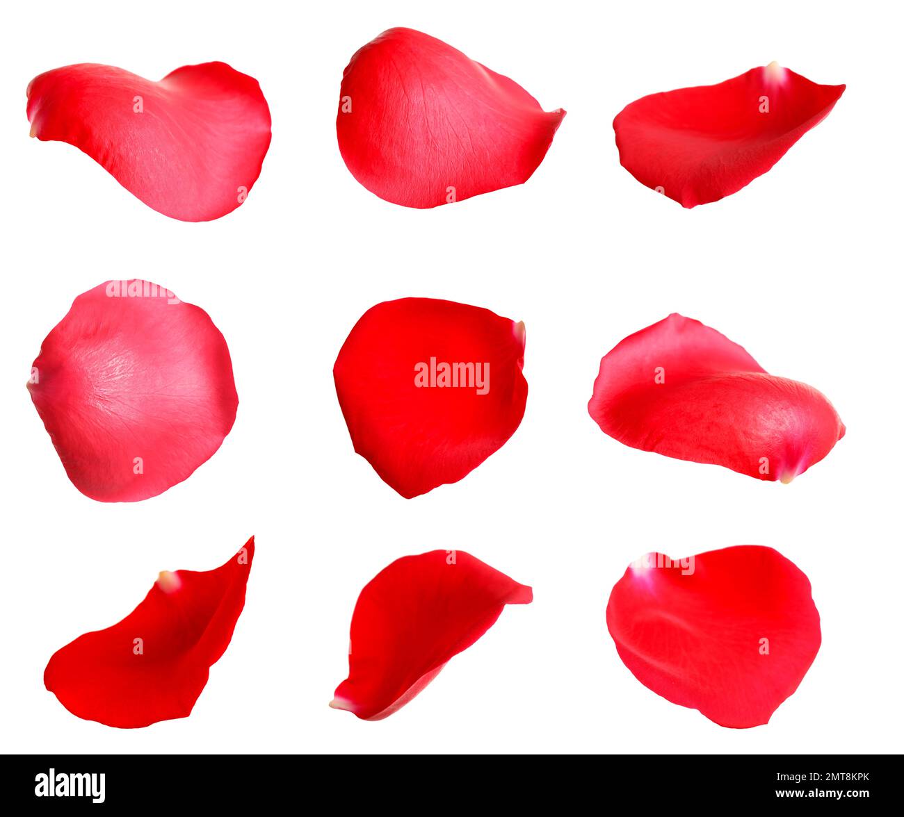 Fresh red rose petals on white background Stock Photo Alamy