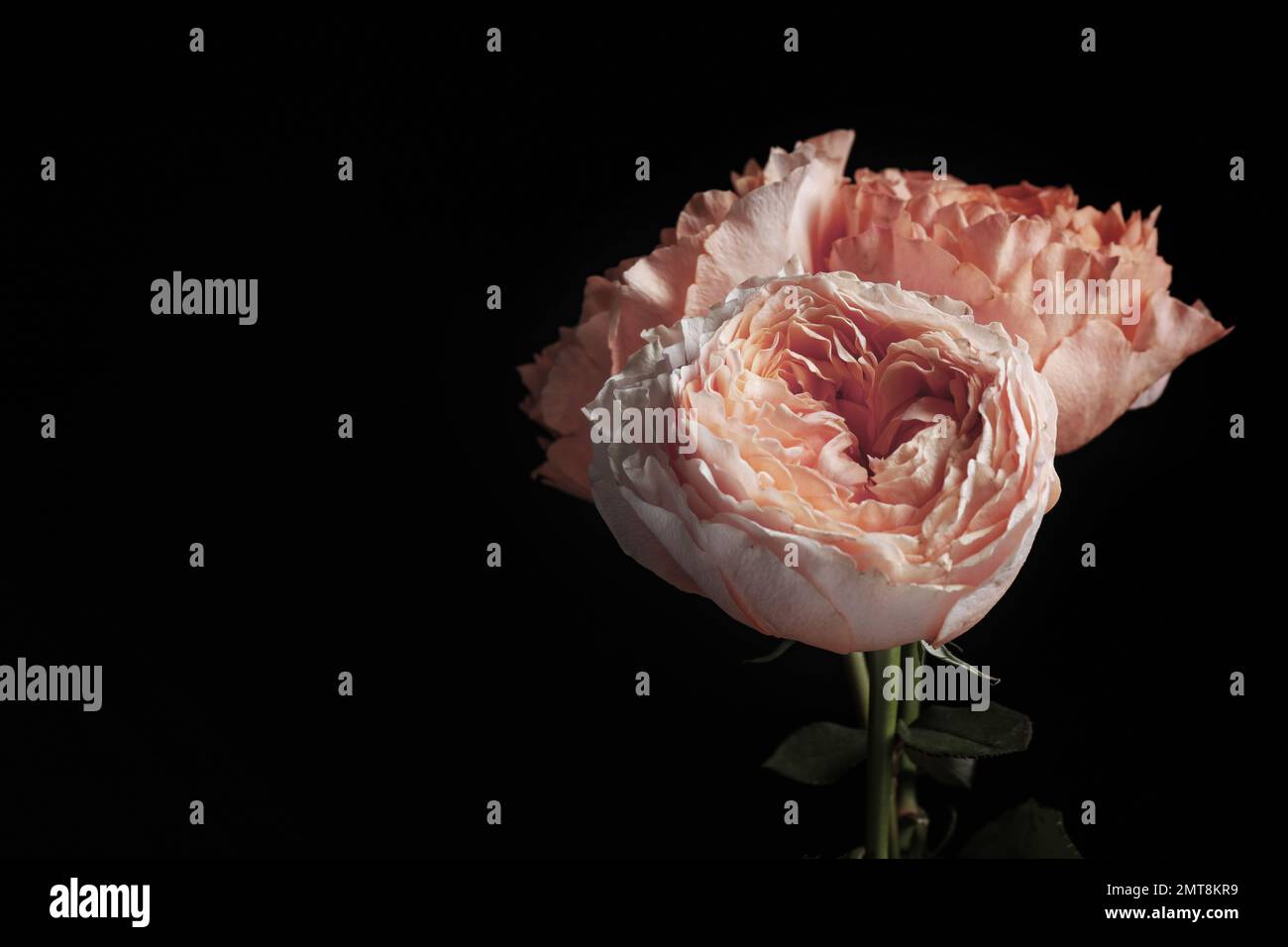 Beautiful roses on black background, space for text. Floral card design ...