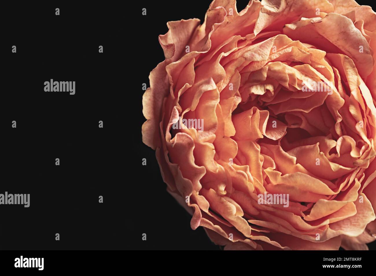 Beautiful rose on black background, closeup. Floral card design with ...