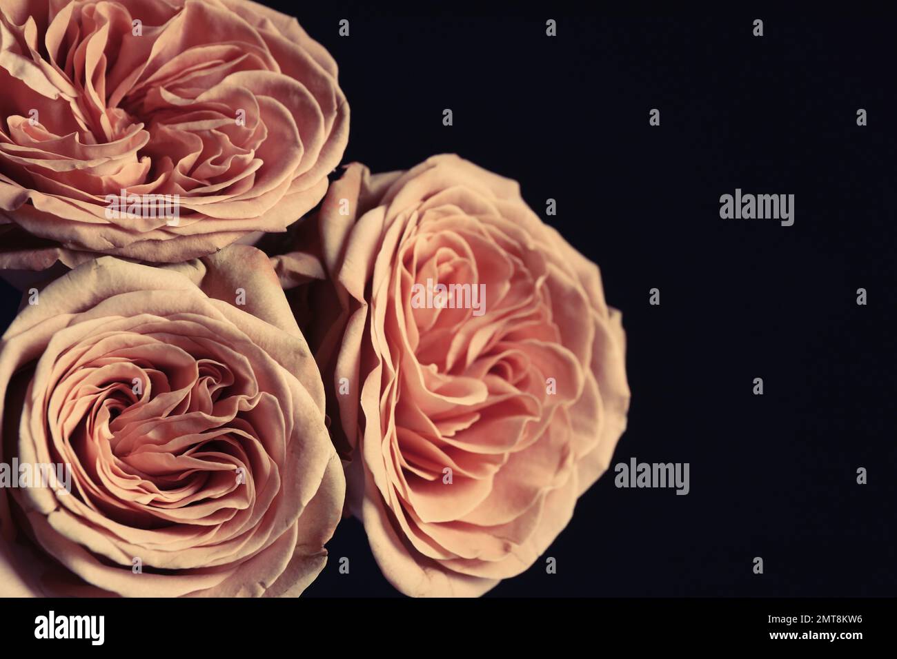 Beautiful roses on black background, closeup. Floral card design with ...