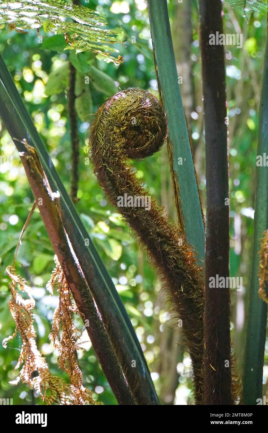 Close-up of unfurling baby koru silver fern frond in native bush, New Zealand Stock Photo
