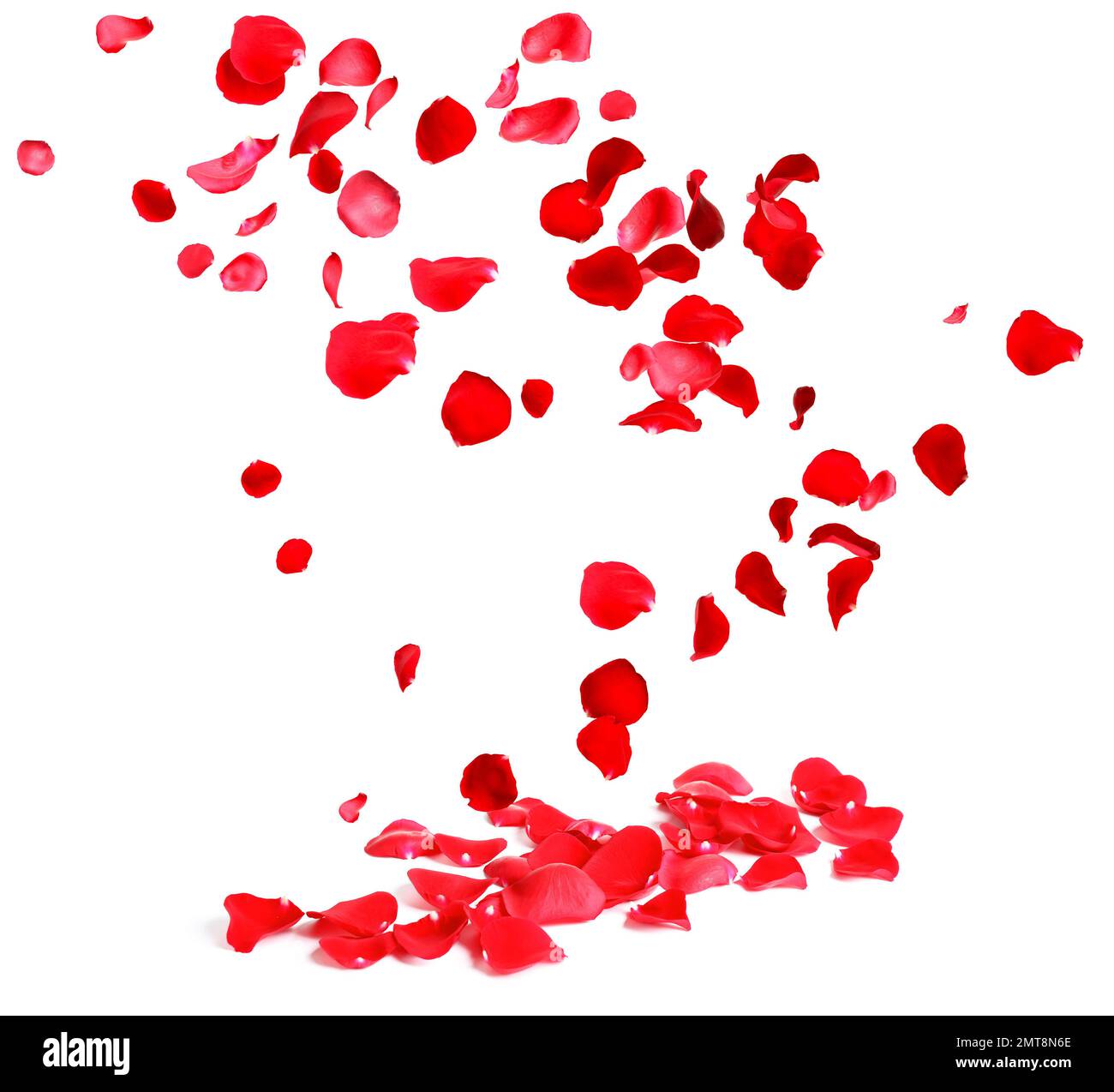 Falling Red Rose Petals Isolated On White Background. Vector