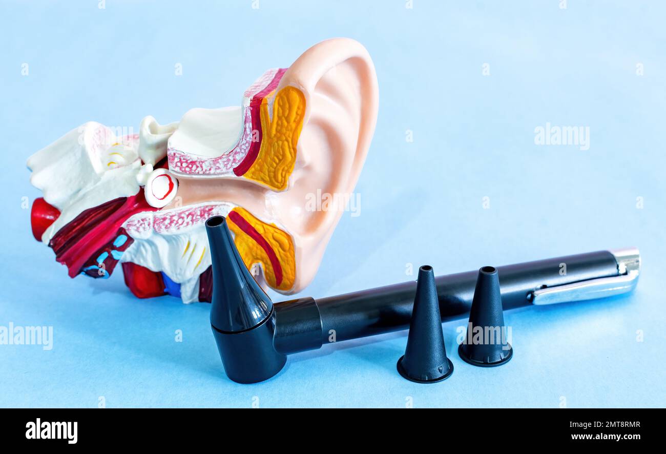 A closeup shot of an anatomical ear model with the otoscope on a light