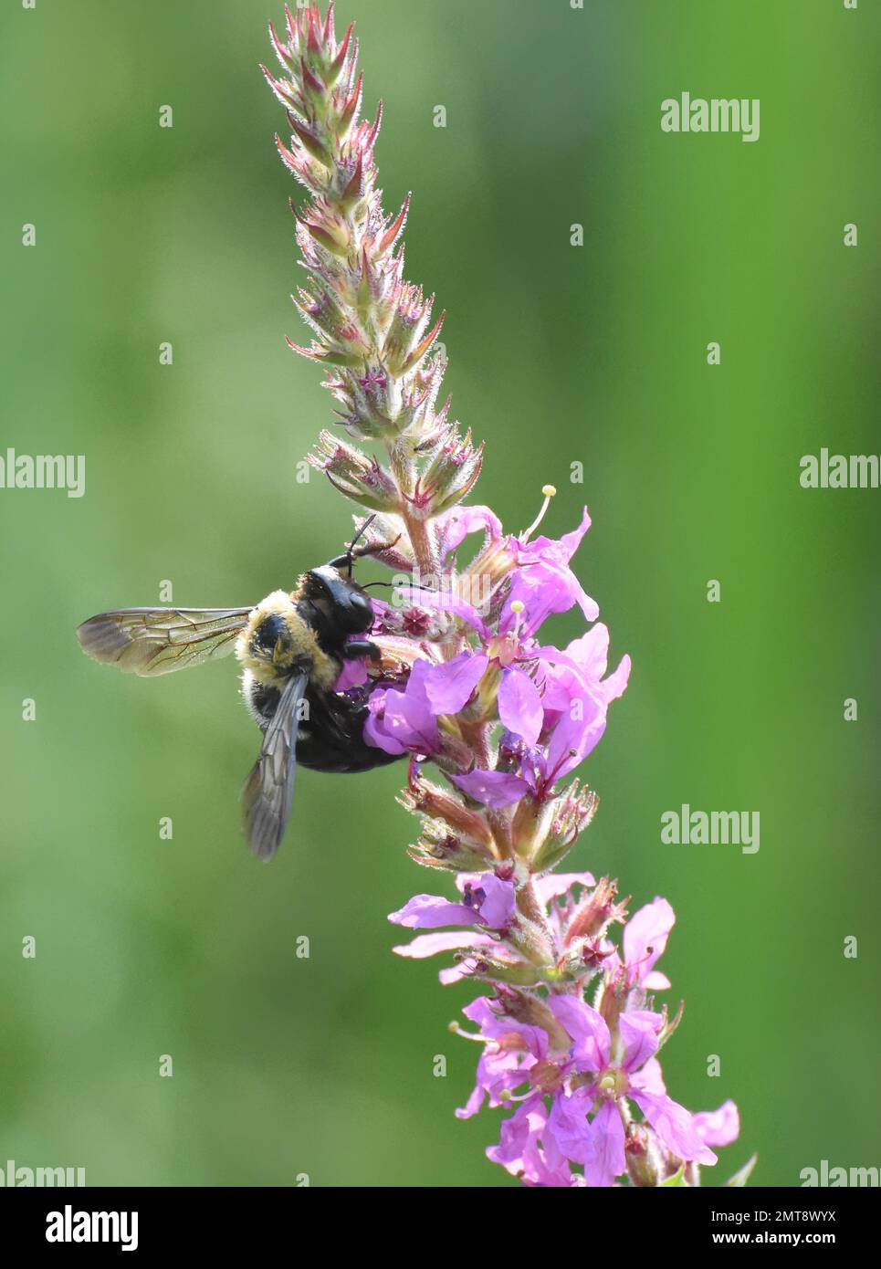 Bumble bee feeding nectar from a flower Stock Photo