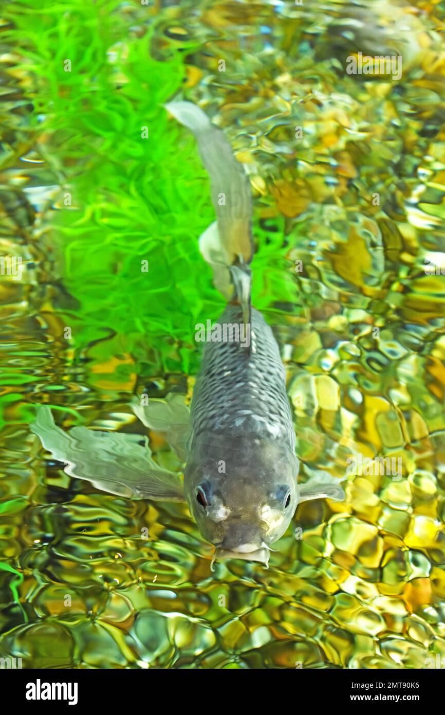 Koi Fish - Grey Stock Photo