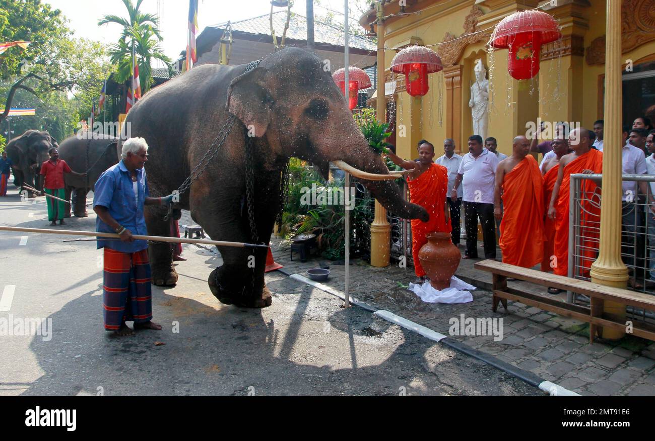 FILE In this Feb. 14, 2014 file photo, Sri Lankan Buddhist monks
