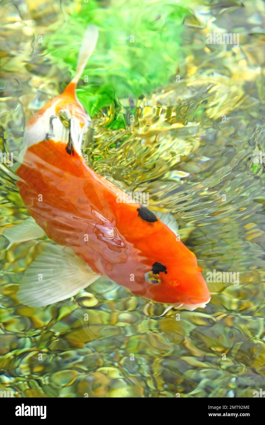 japan fancy carp, Koi japanese fish Stock Photo Alamy
