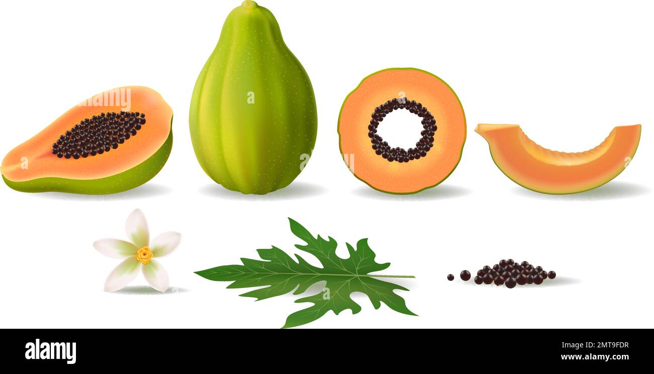 Realistic green papaya fruit Stock Vector Image & Art Alamy