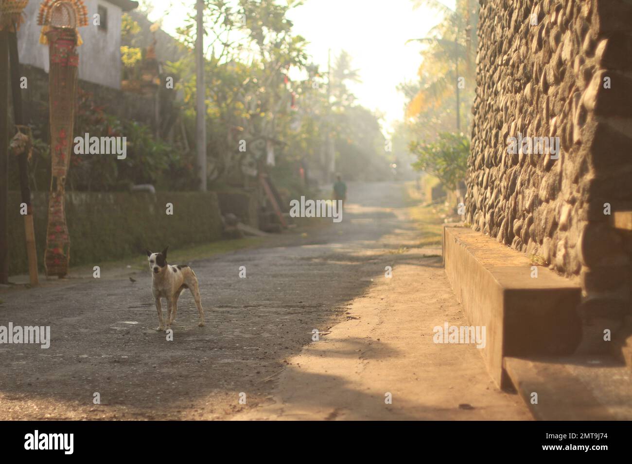 A small Bali Dog in an alleyway with a person in the background in Bali, Indonesia. Stock Photo