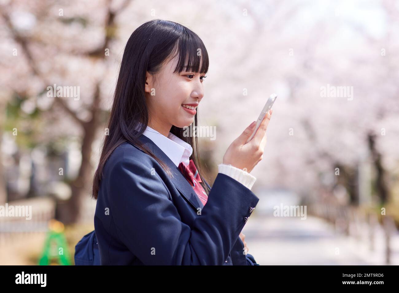 Japanese high school student portrait with cherry blossoms in full bloom Stock Photo