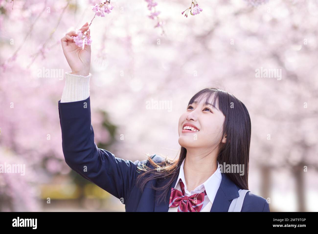 Japanese high school student portrait with cherry blossoms in full bloom Stock Photo