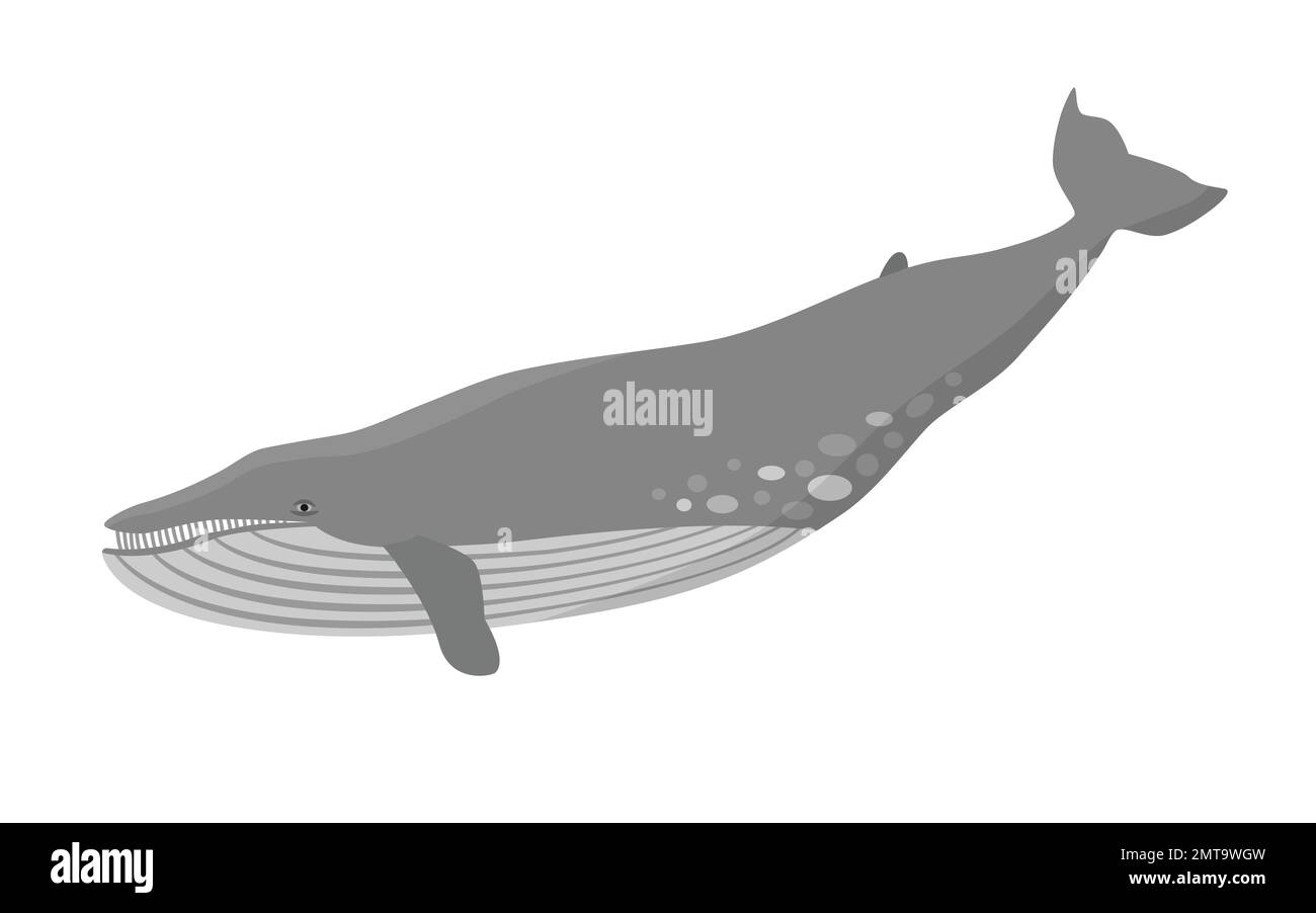 Blue whale vector illustration. Marine mammal, world's largest animal. Stock Vector