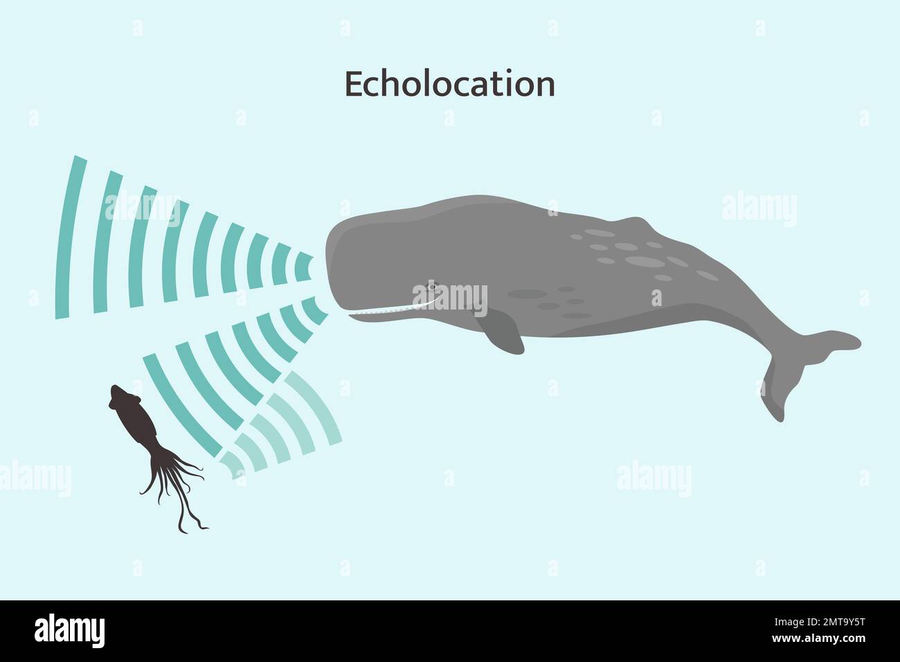 Whale echolocation infographic. Sperm whale using biosonar to locate prey. Stock Vector