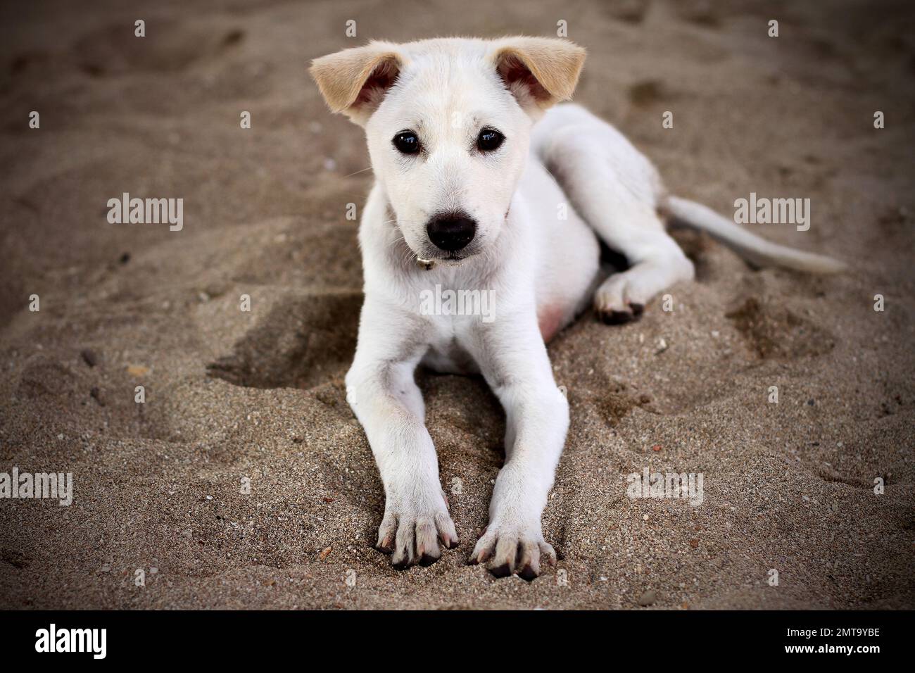 A Bali Dog puppy in the beach in Bali, Indonesia Stock Photo - Alamy