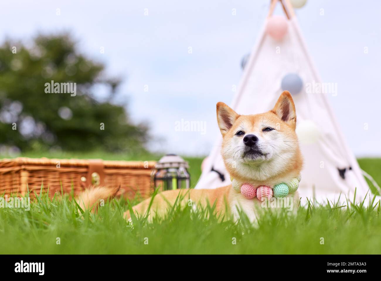 Shiba inu dog on green grass Stock Photo