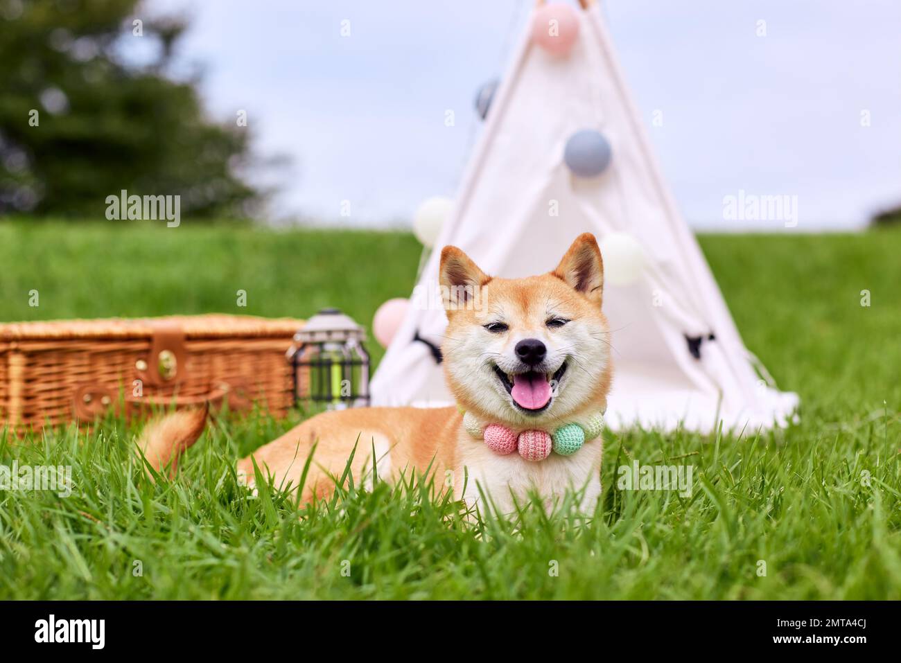 Shiba inu dog on green grass Stock Photo