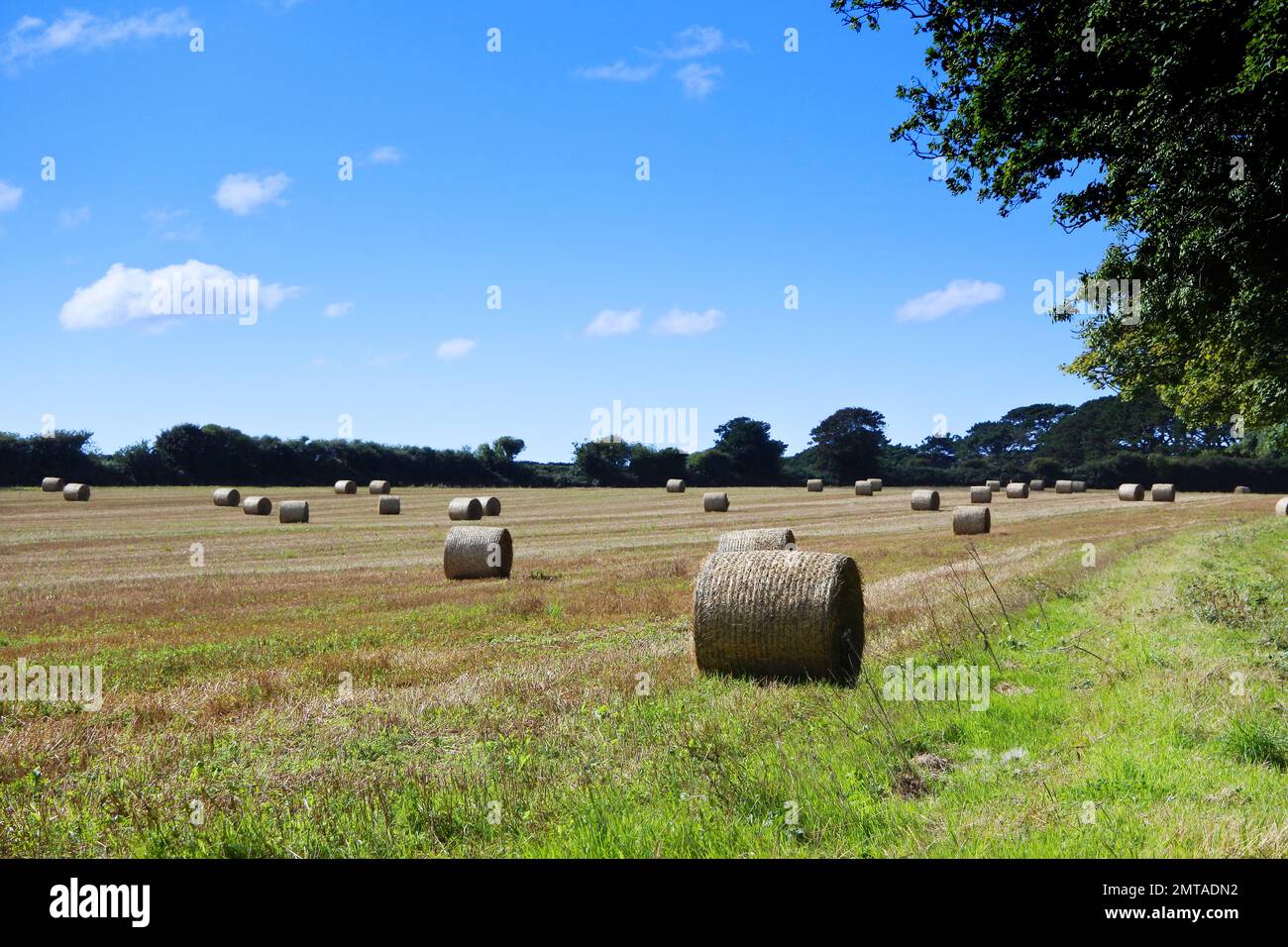 Large round straw bales in a Cornish field John Gollop Stock Photo