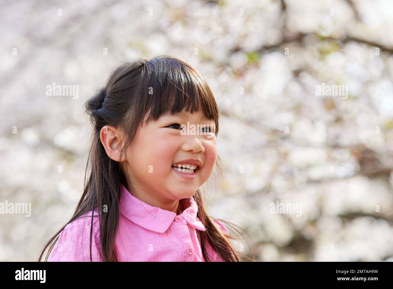 Japanese kid portrait with blooming cherry blossoms Stock Photo