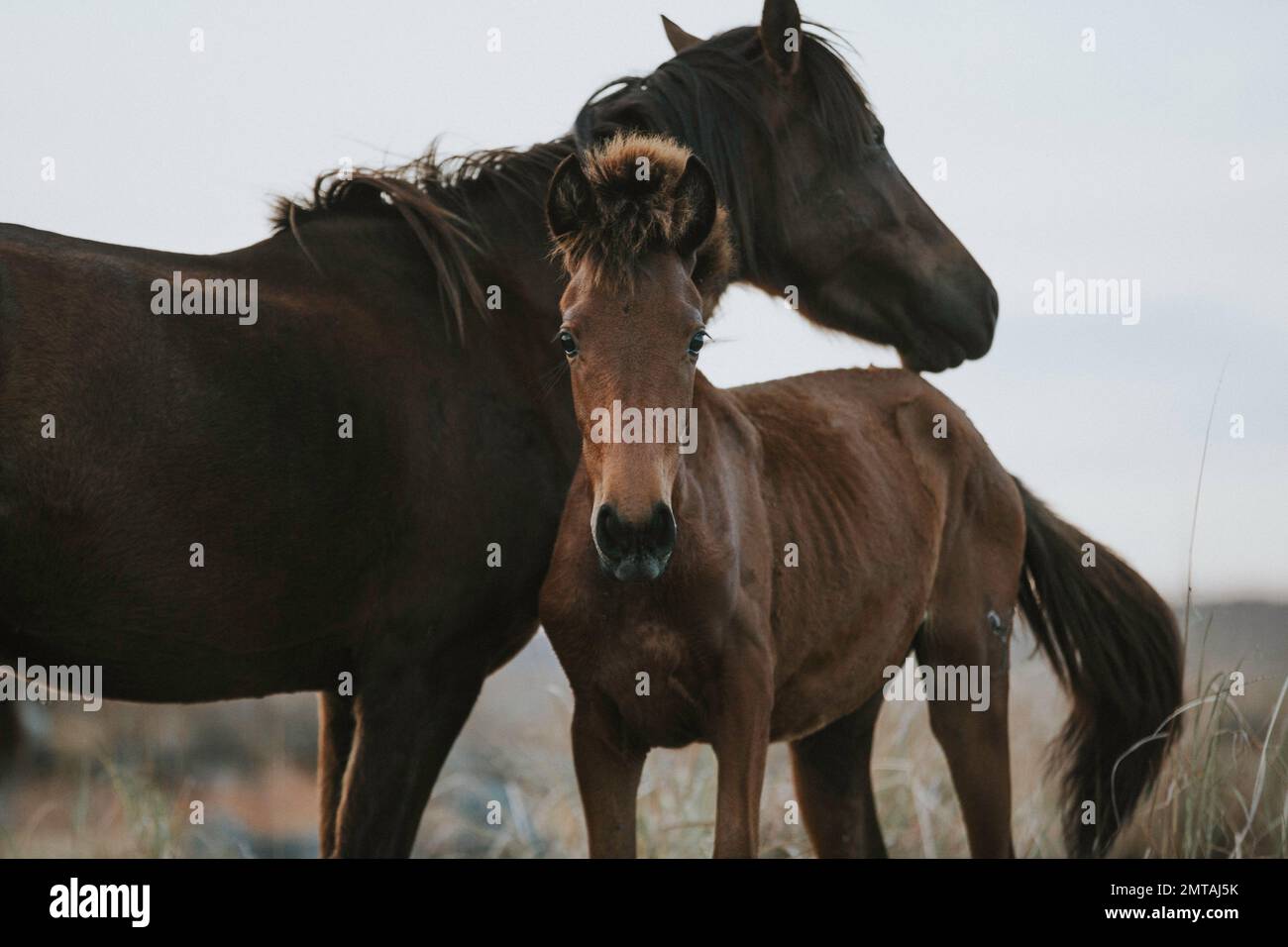 A horse staring at the camera underneath a bigger horse in Sumba, East Nusa Tenggara, Indonesia Stock Photo