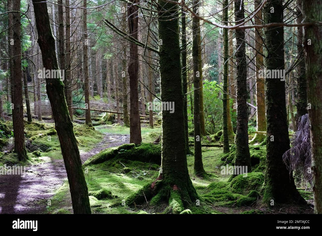 Commercial pine forest, Cashelkeelty, County Kerry, Ireland - John Gollop Stock Photo