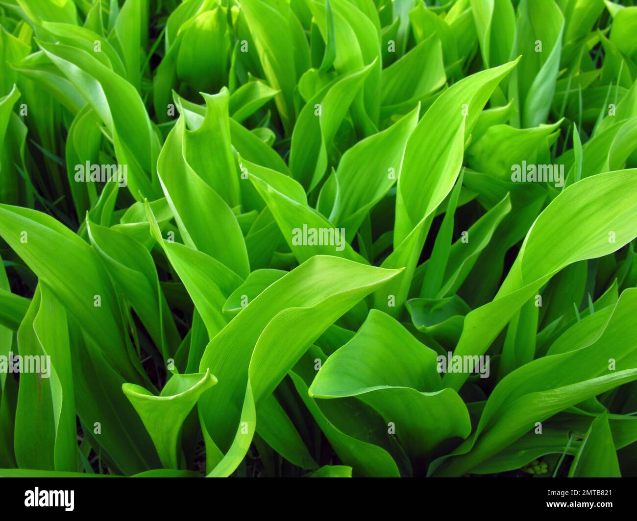 Lily of the valley plants hi-res stock photography and images - Alamy